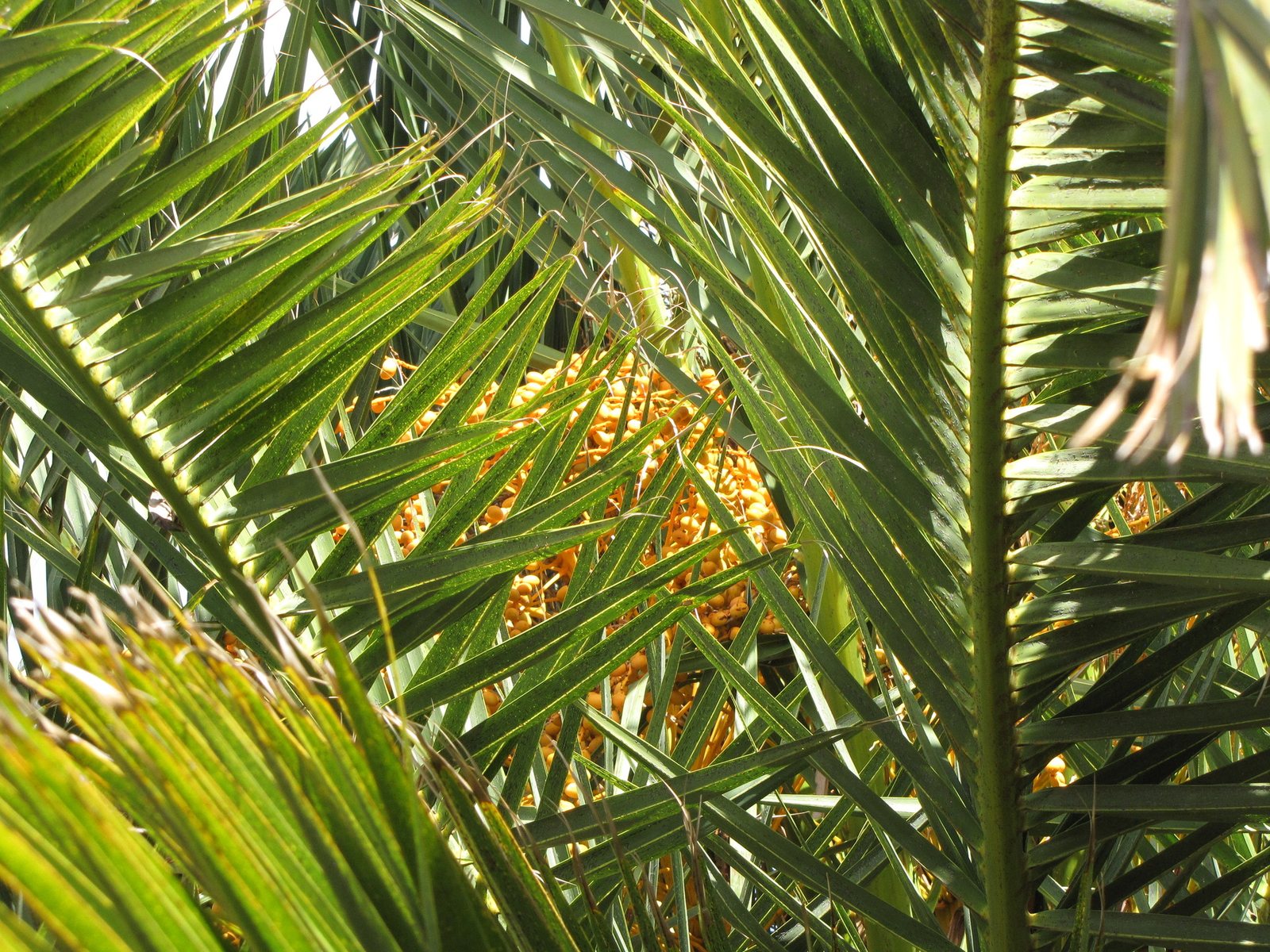 Canary Island date palm