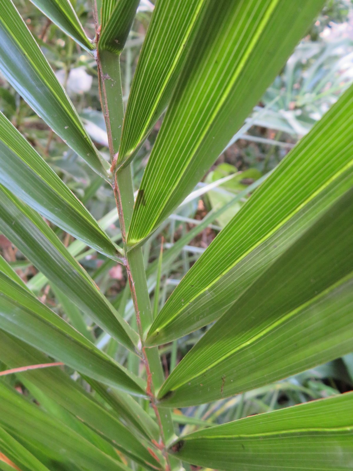 Canary Island date palm
