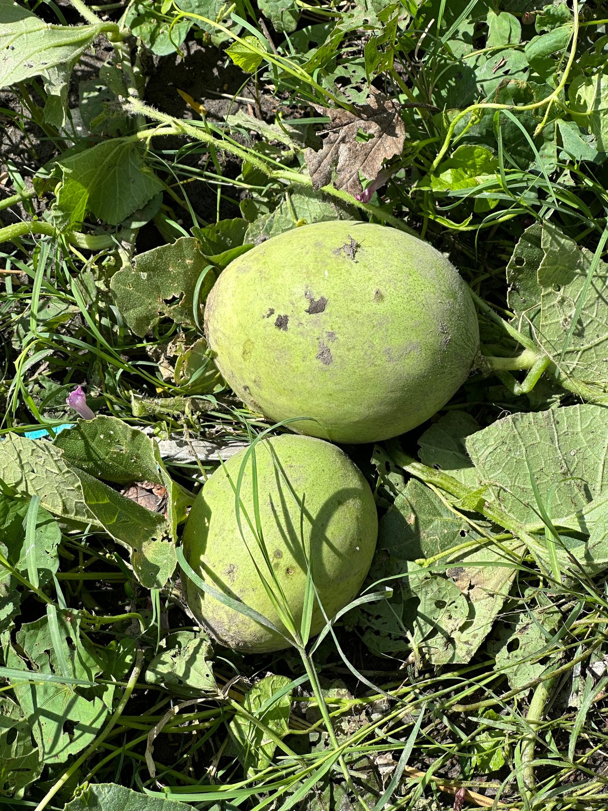Cantaloupe (melon)