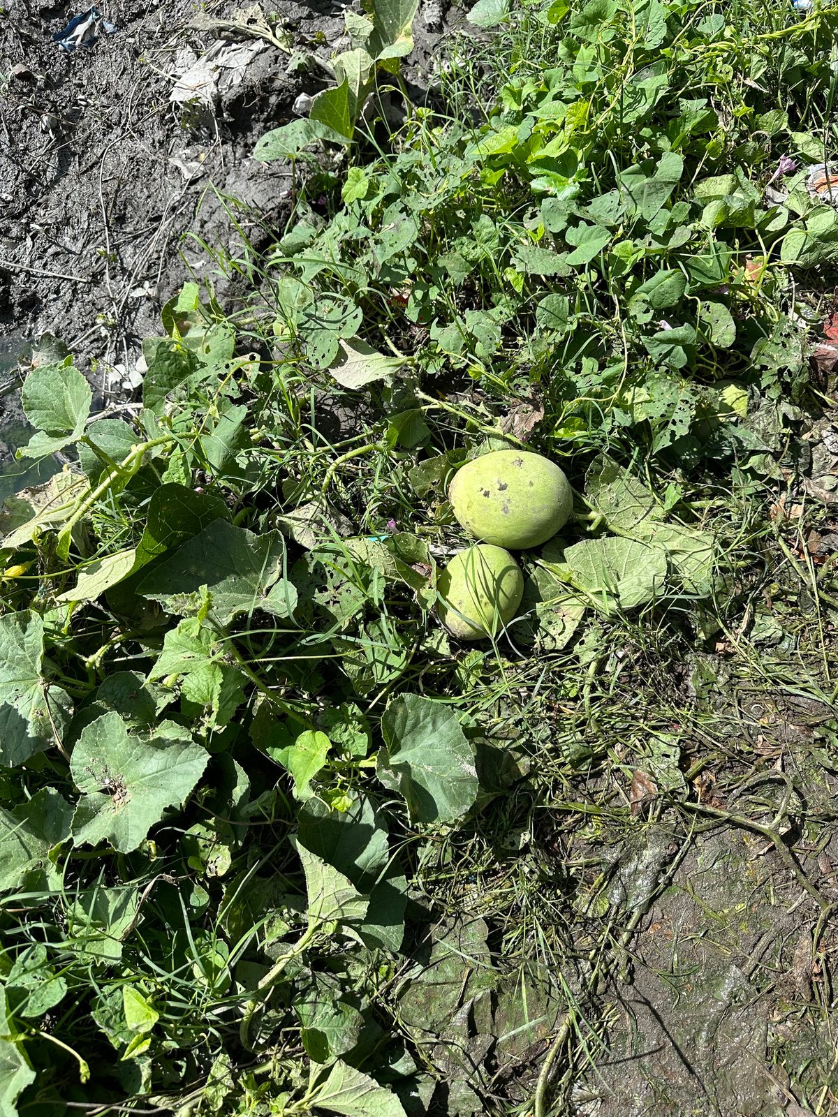 Cantaloupe (melon)