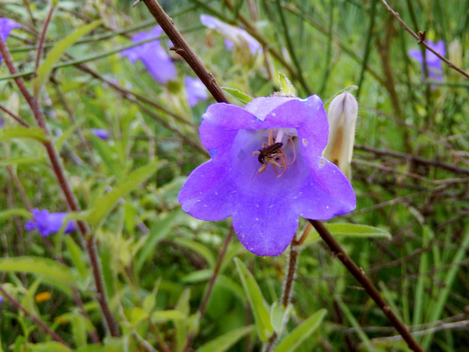 Canterbury bells