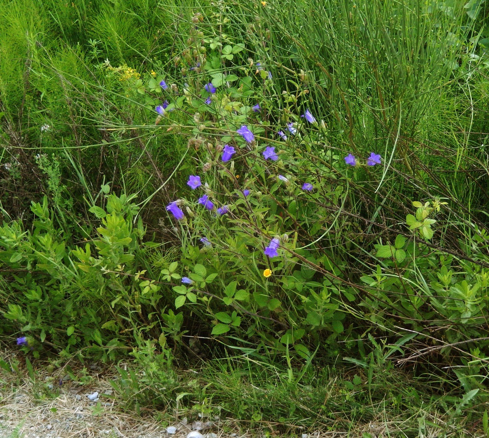 Canterbury bells