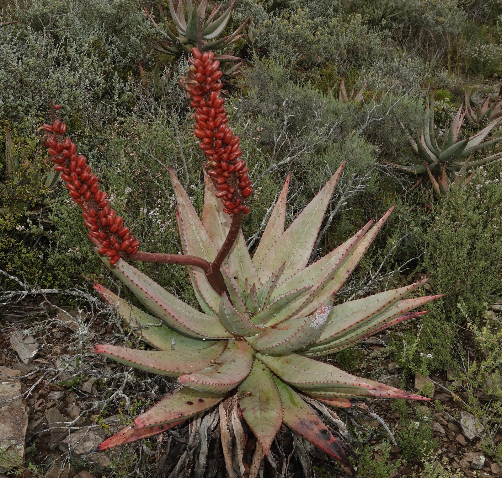 Cape aloe