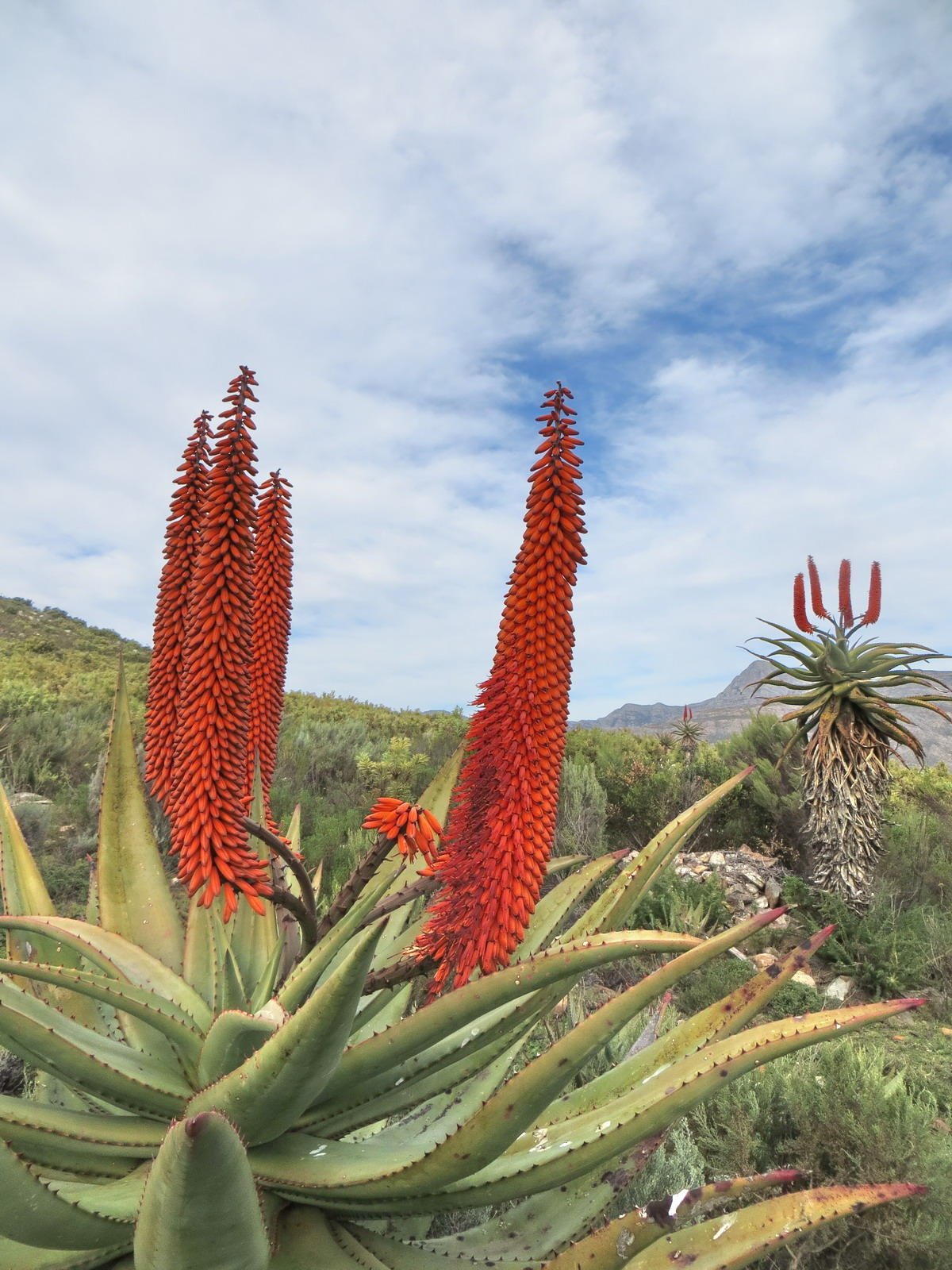 Cape aloe
