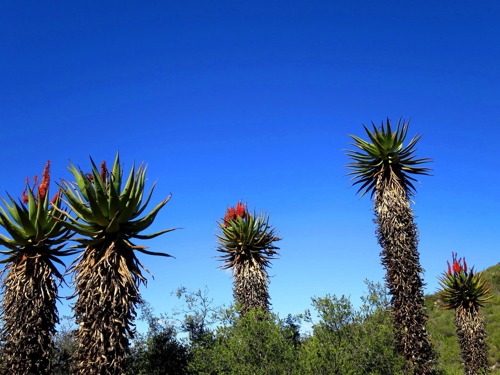 Cape aloe