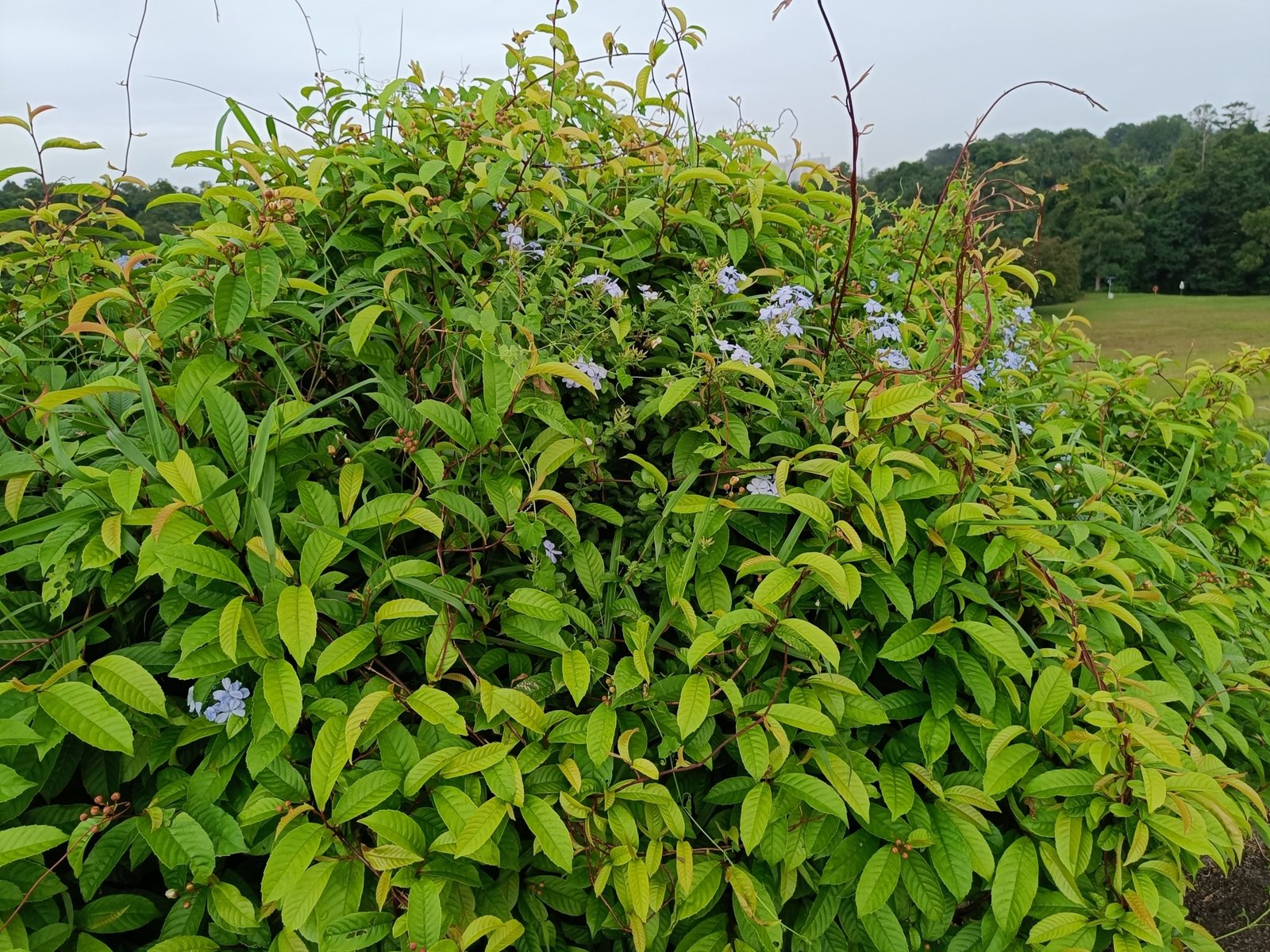 Cape plumbago