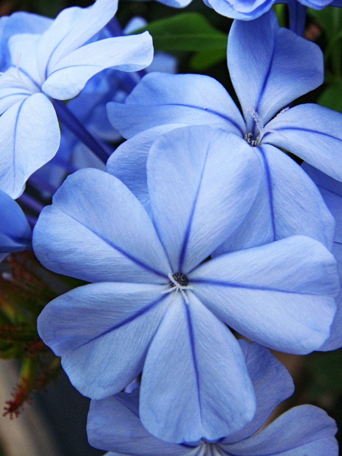 Cape plumbago