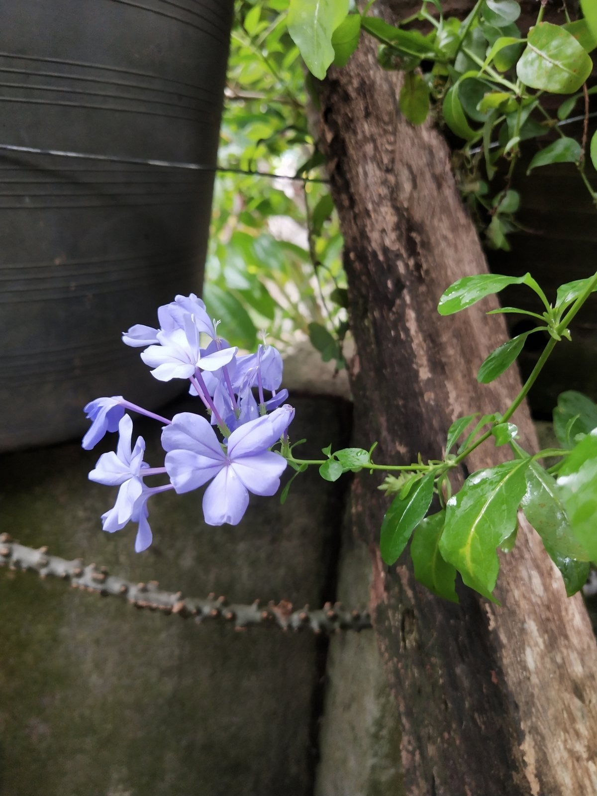 Cape plumbago