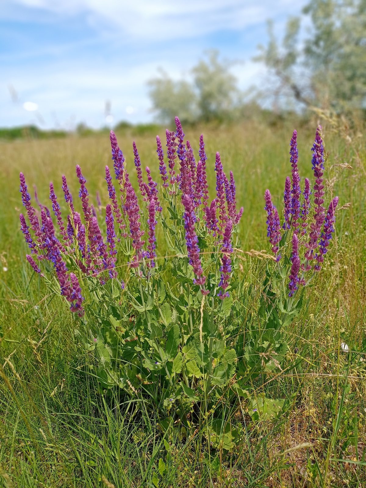Caradonna salvia