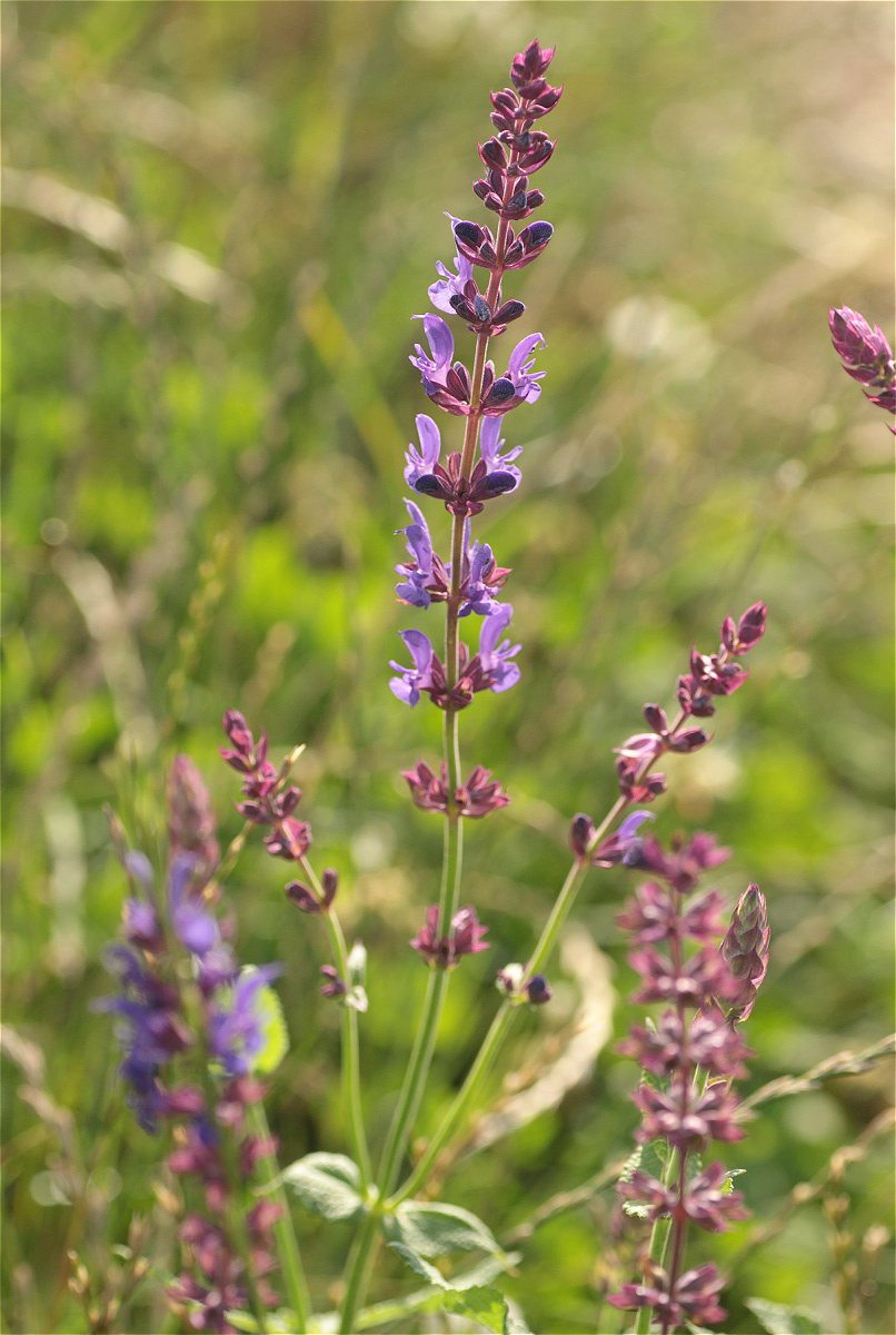 Caradonna salvia