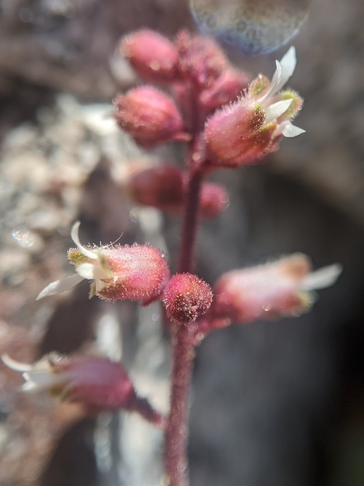 Caramel coral bells