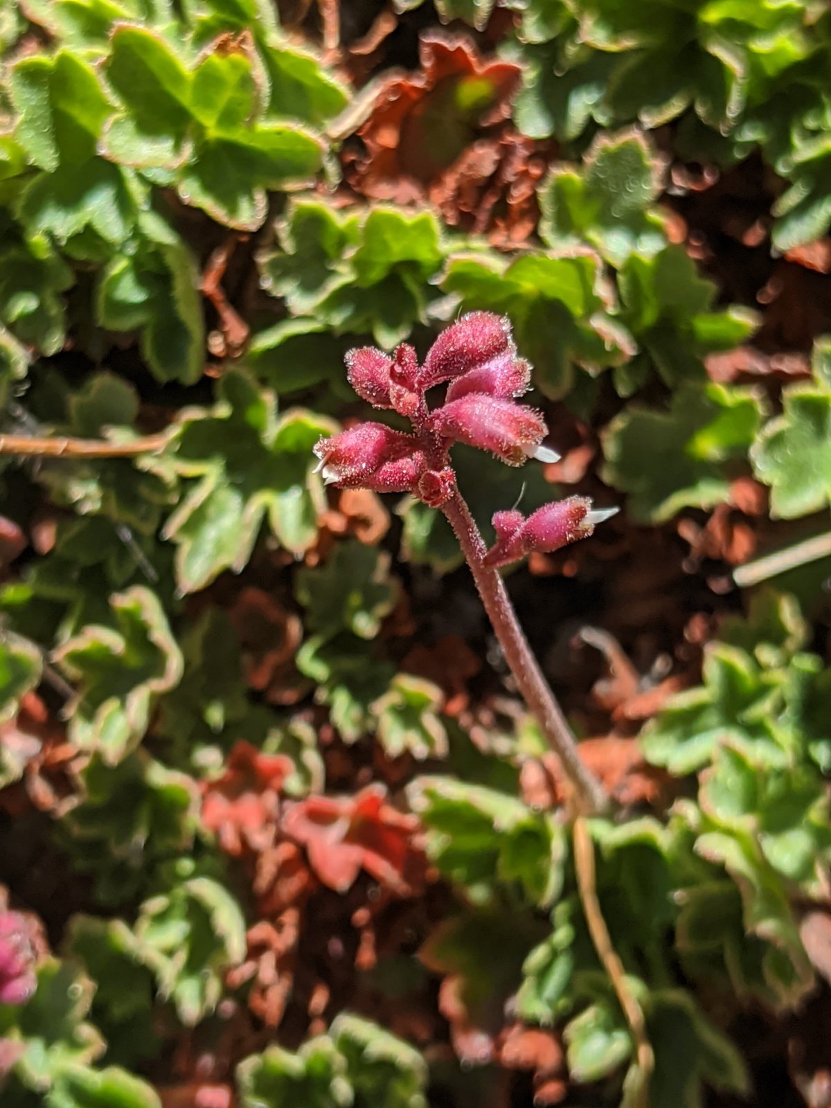 Caramel coral bells