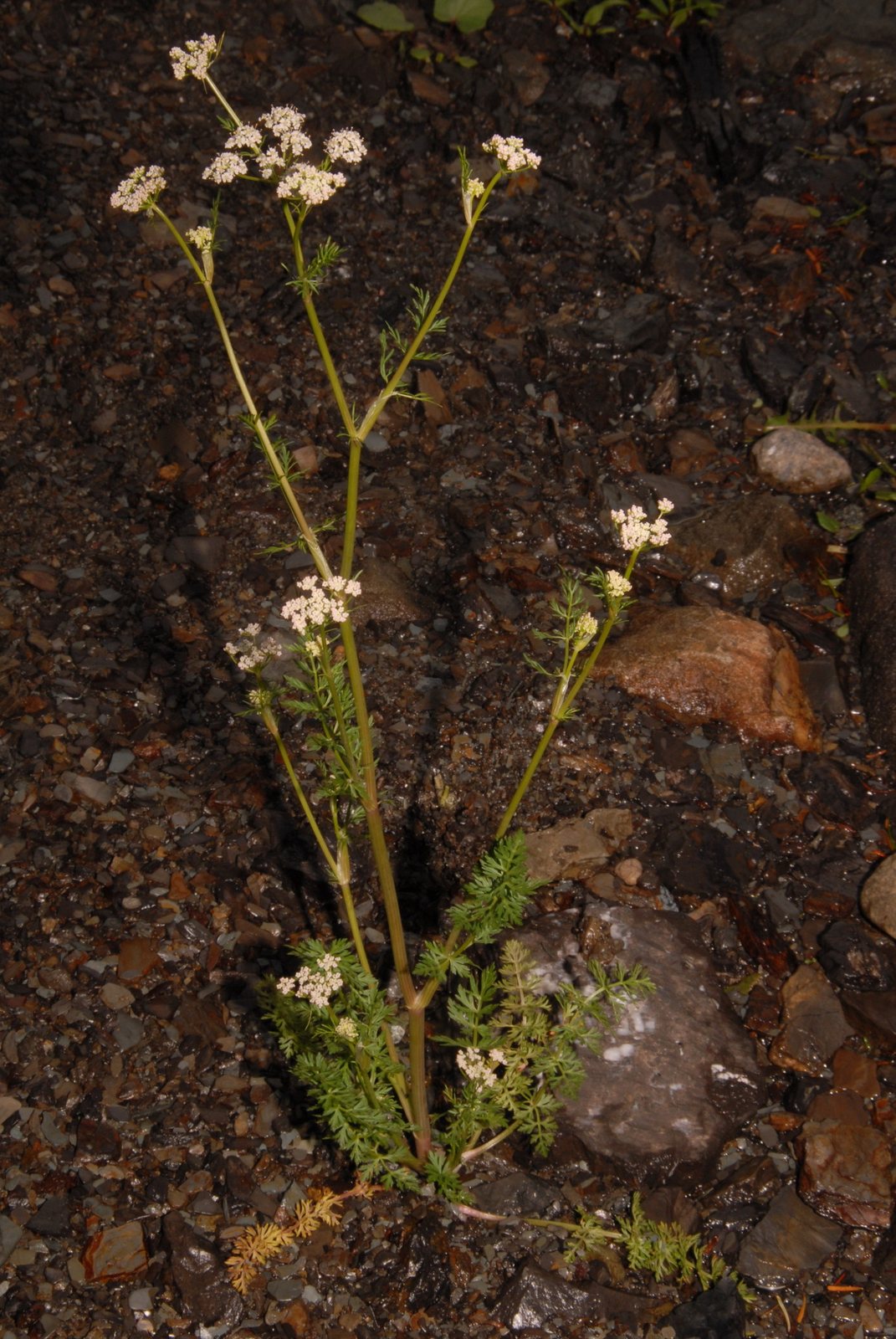 Caraway