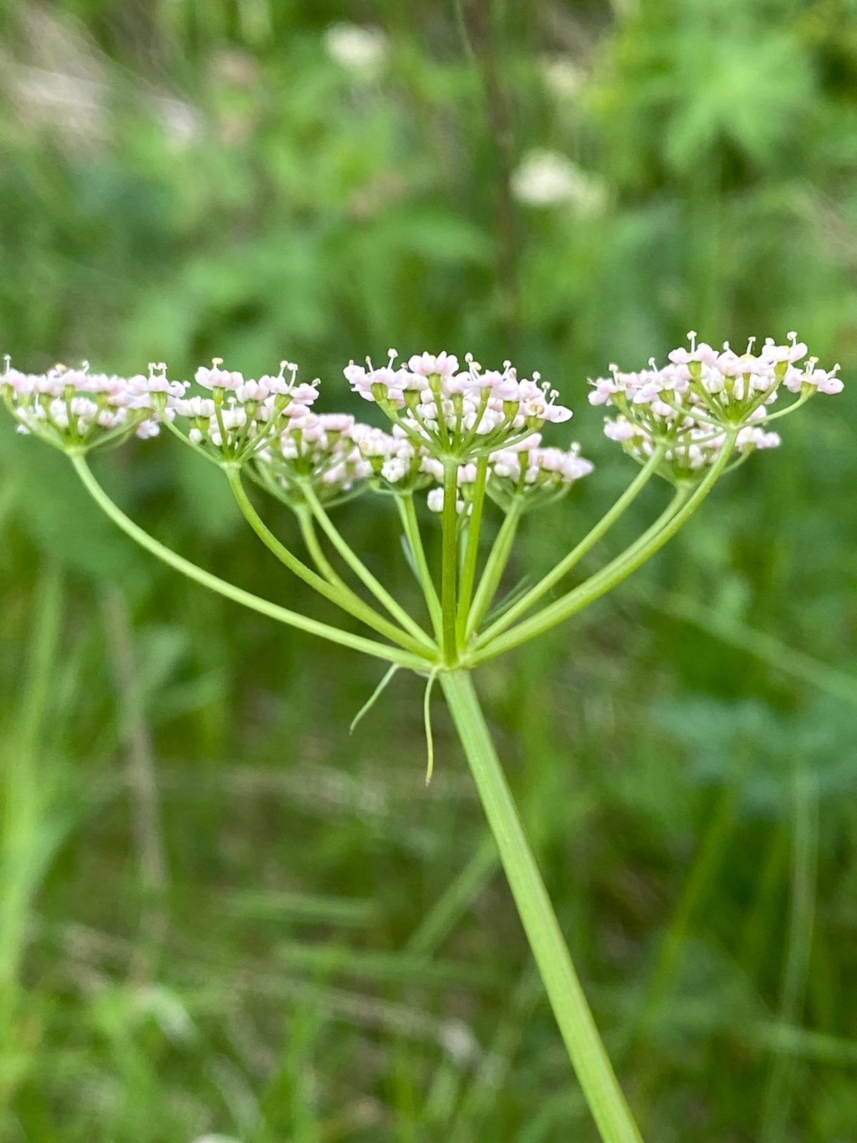 Caraway