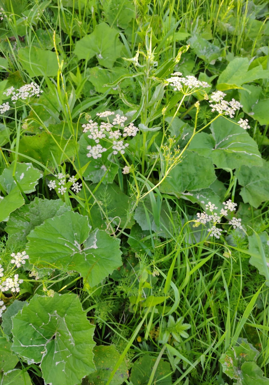 Caraway