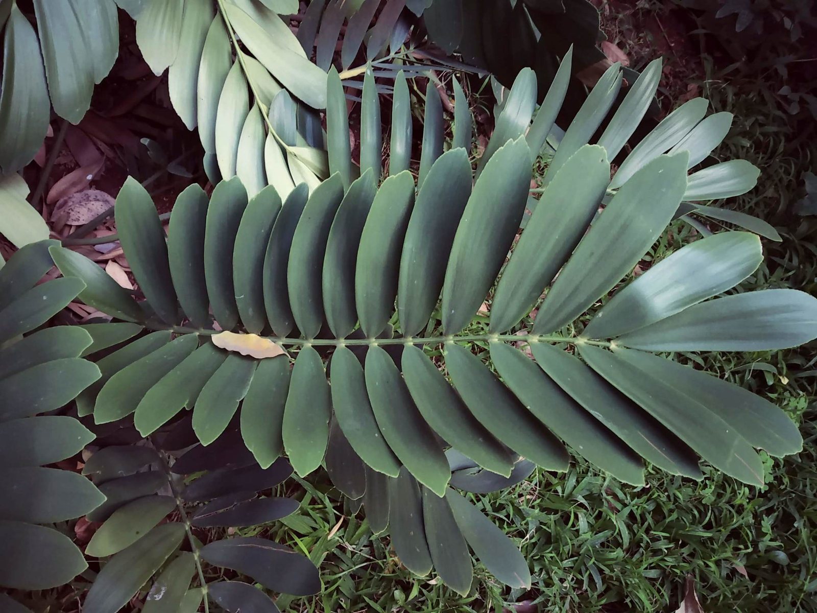 Cardboard palm