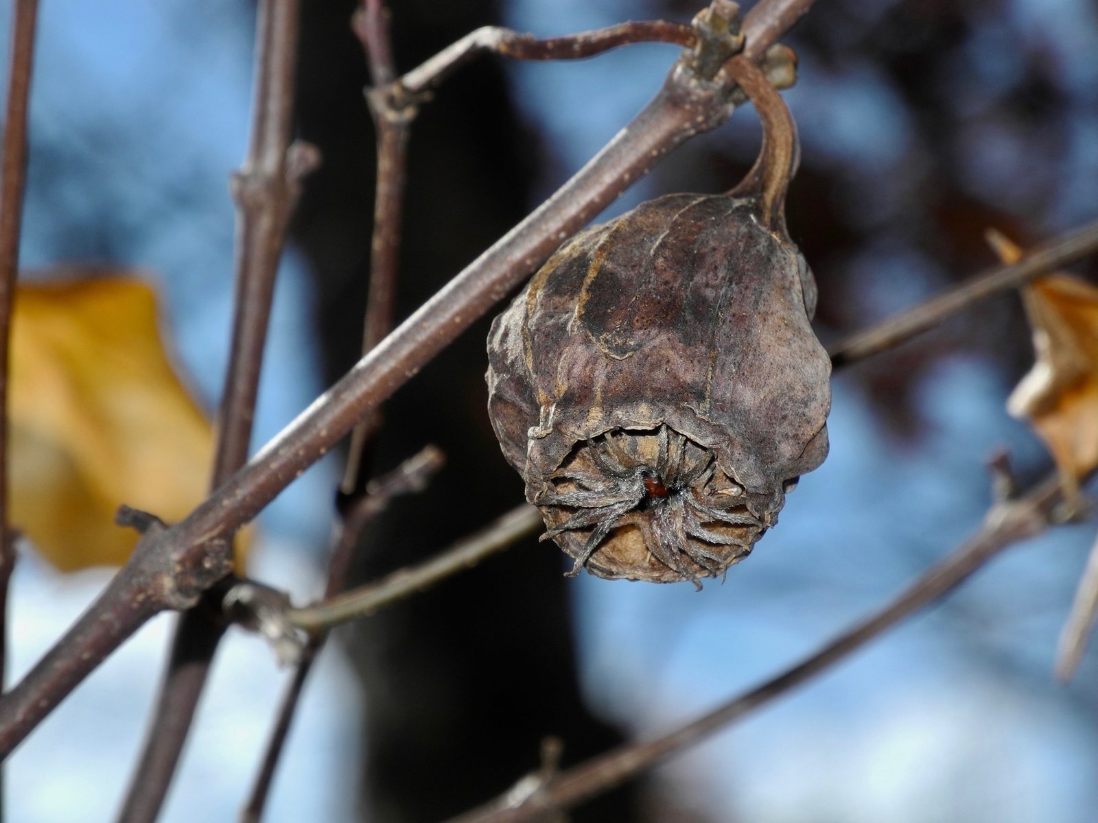 Carolina allspice