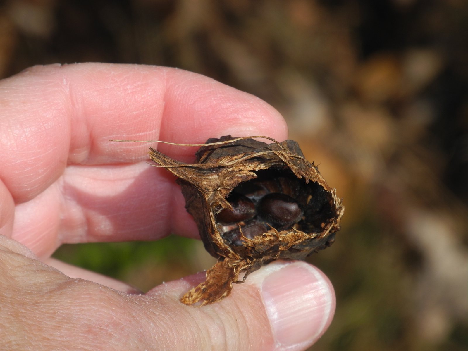 Carolina allspice