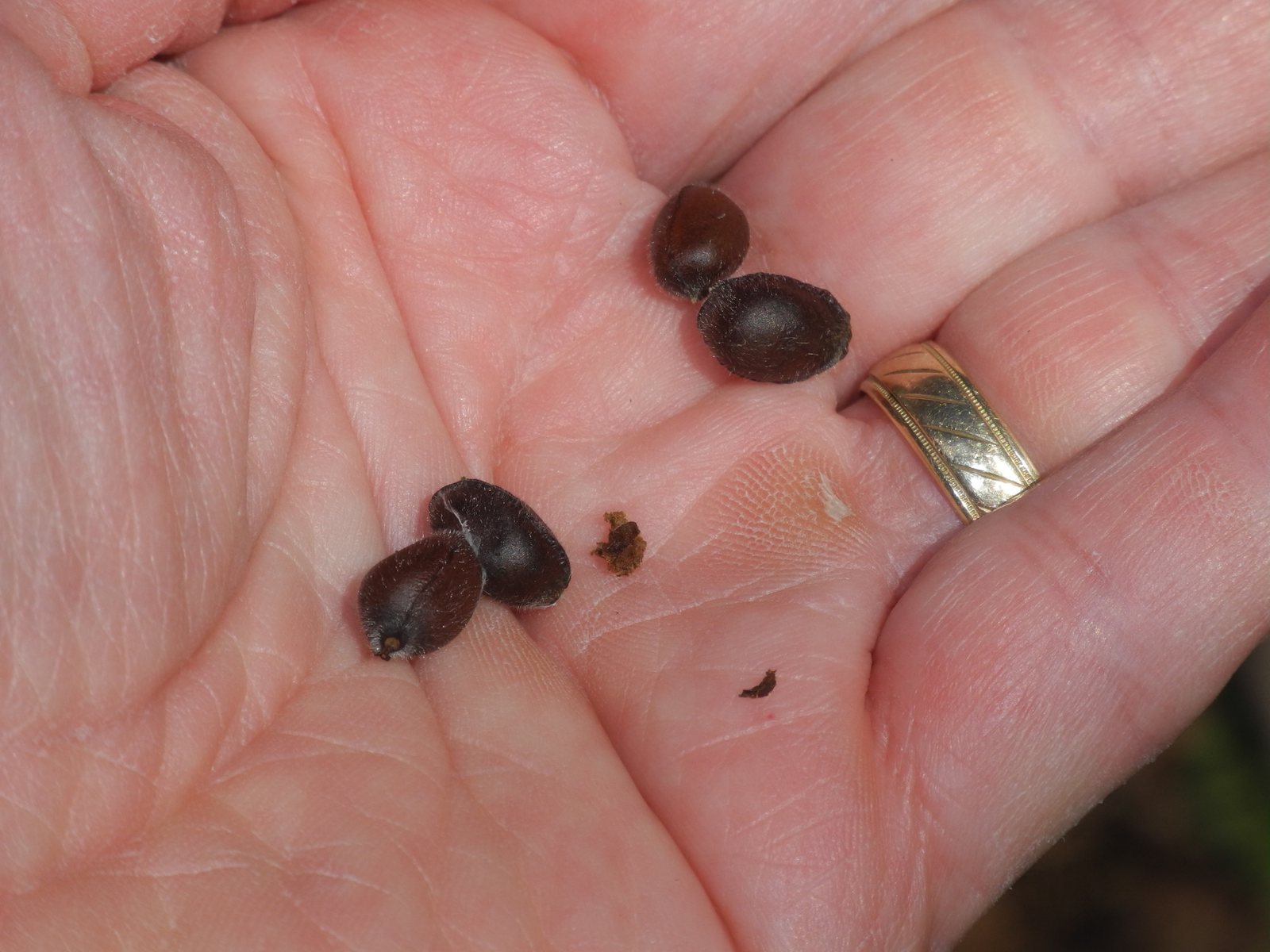 Carolina allspice
