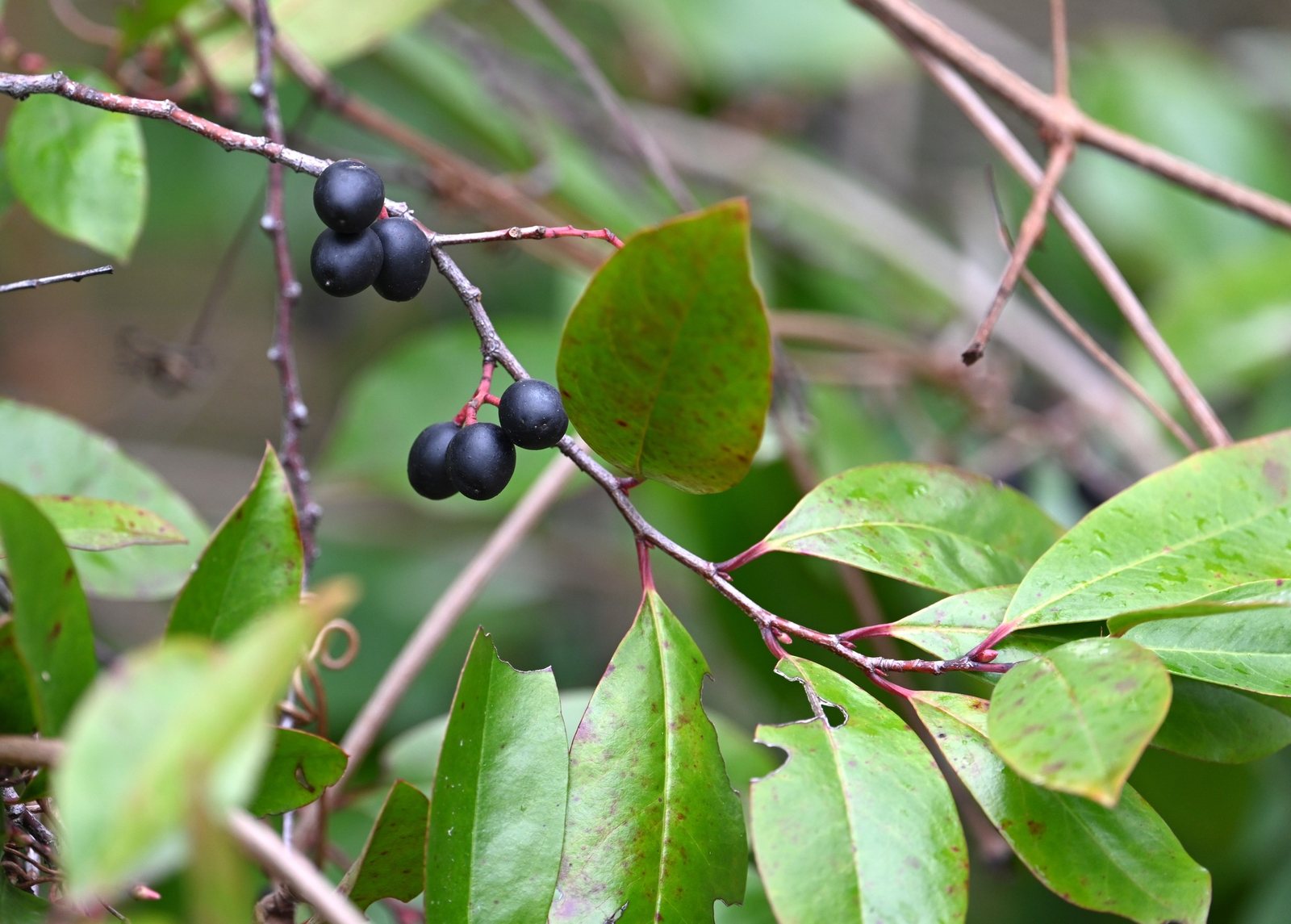 Carolina cherry laurel