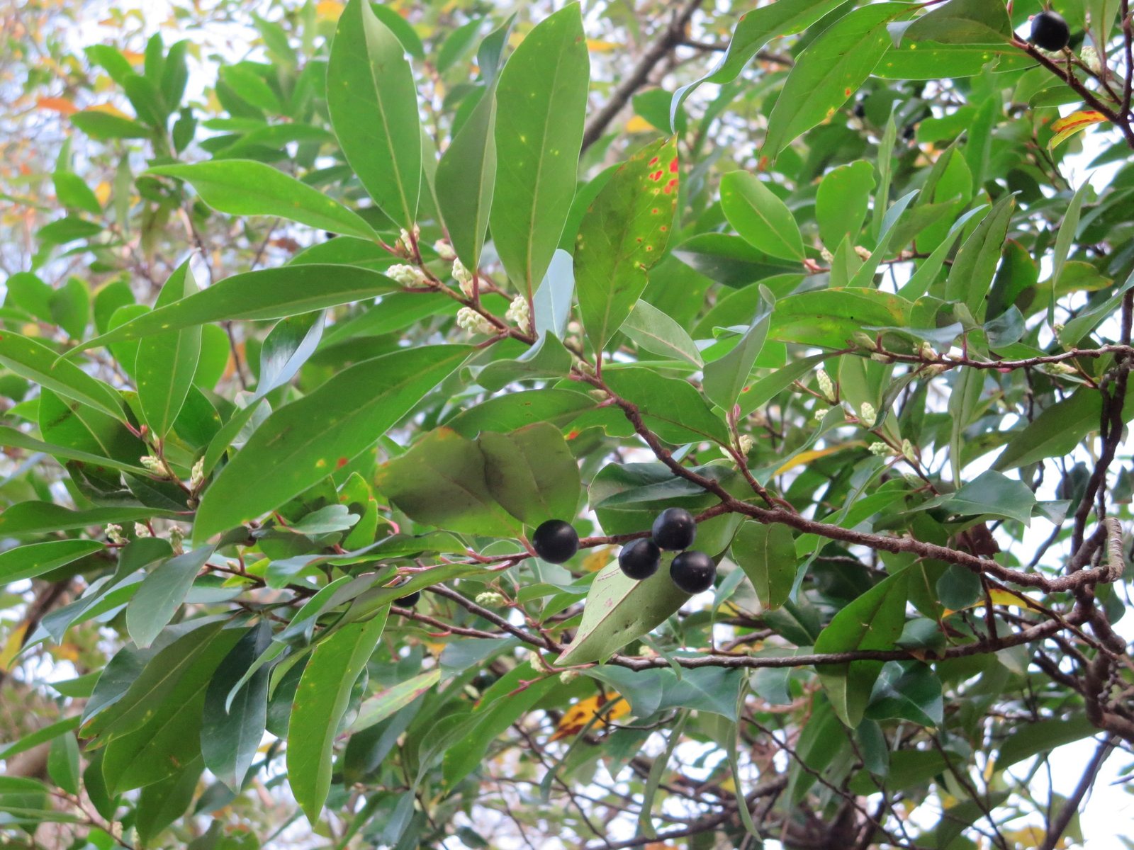 Carolina cherry laurel