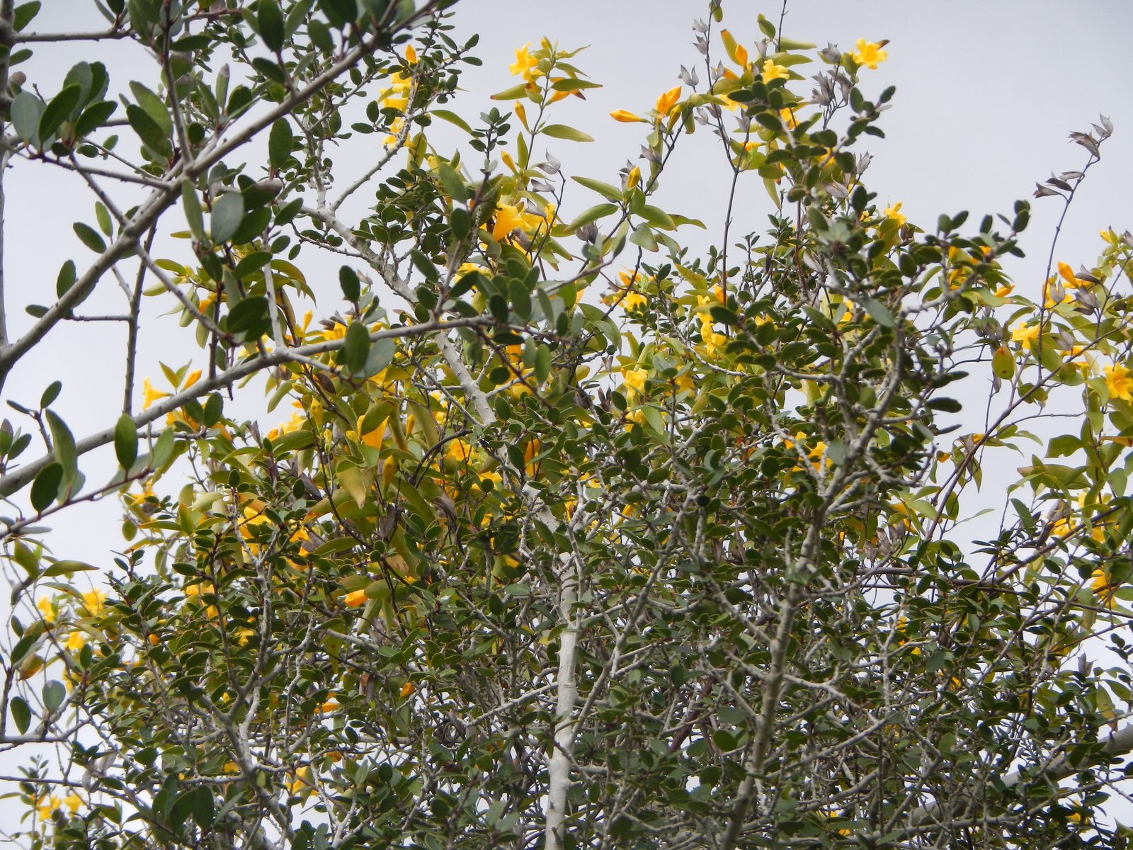 Carolina jessamine