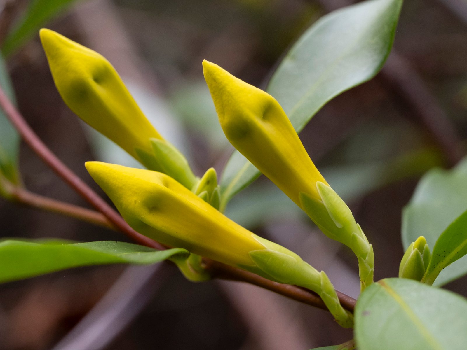 Carolina jessamine
