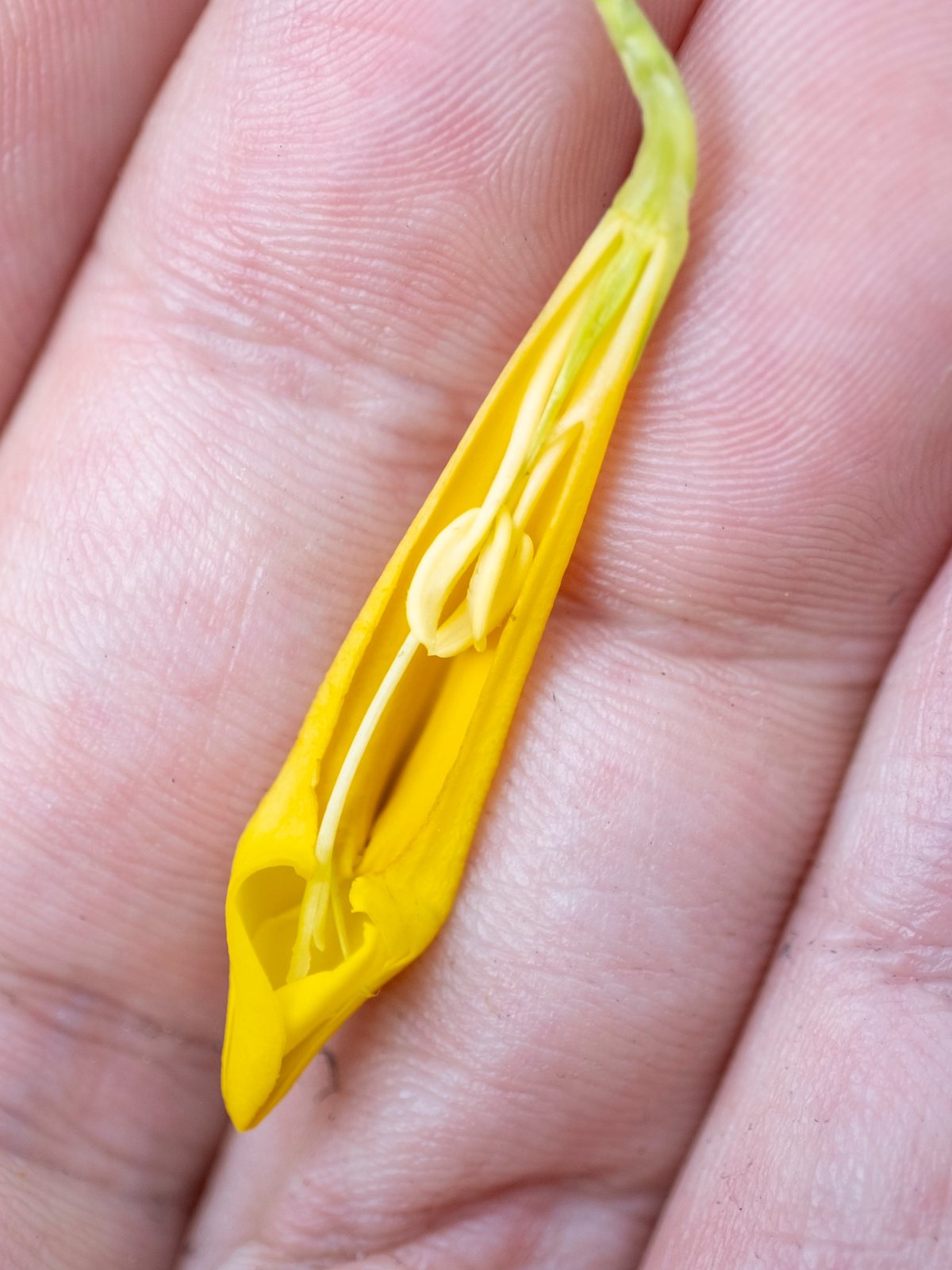 Carolina jessamine