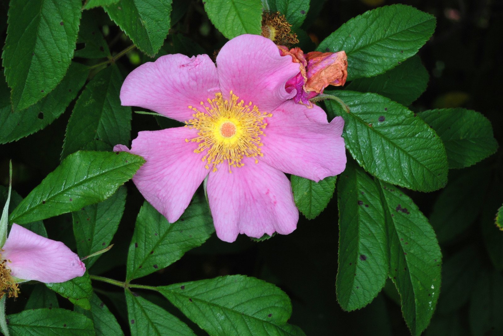 Carolina rose