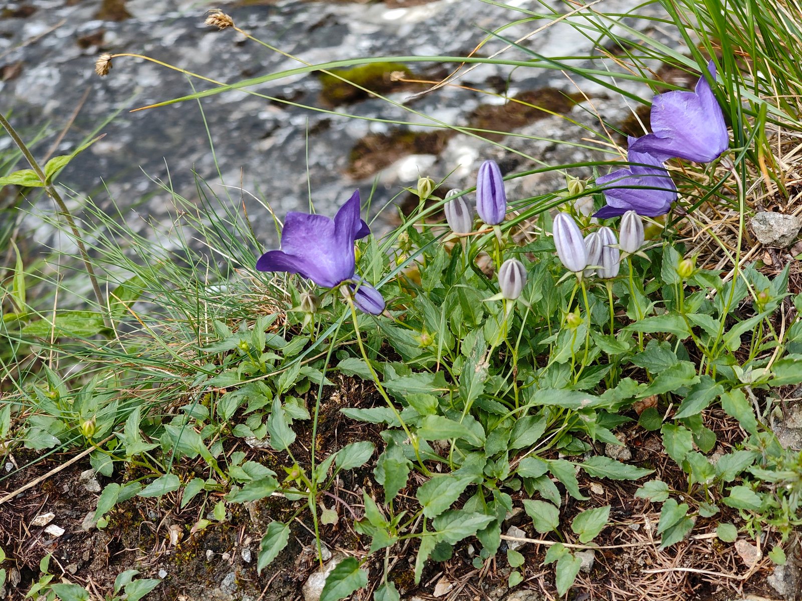 Carpathian bellflower