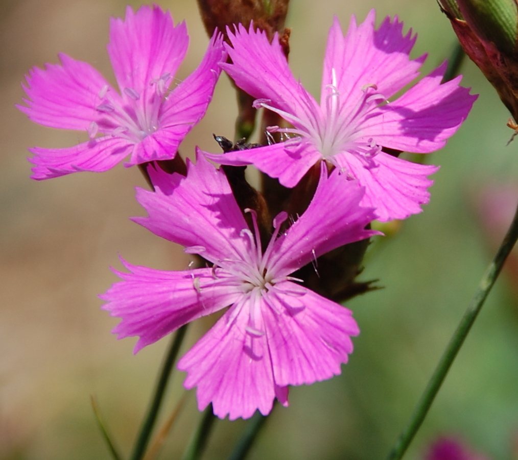 Carthusian pink