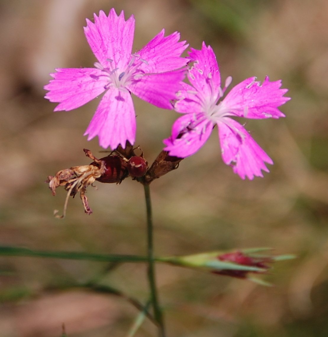 Carthusian pink