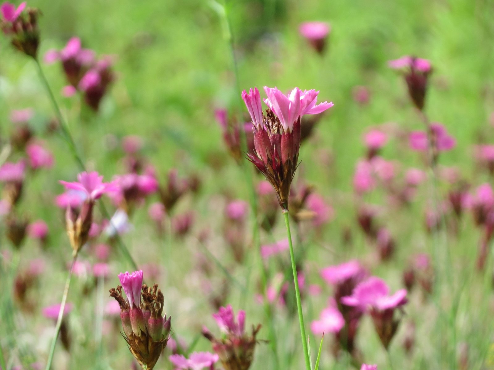 Carthusian pink