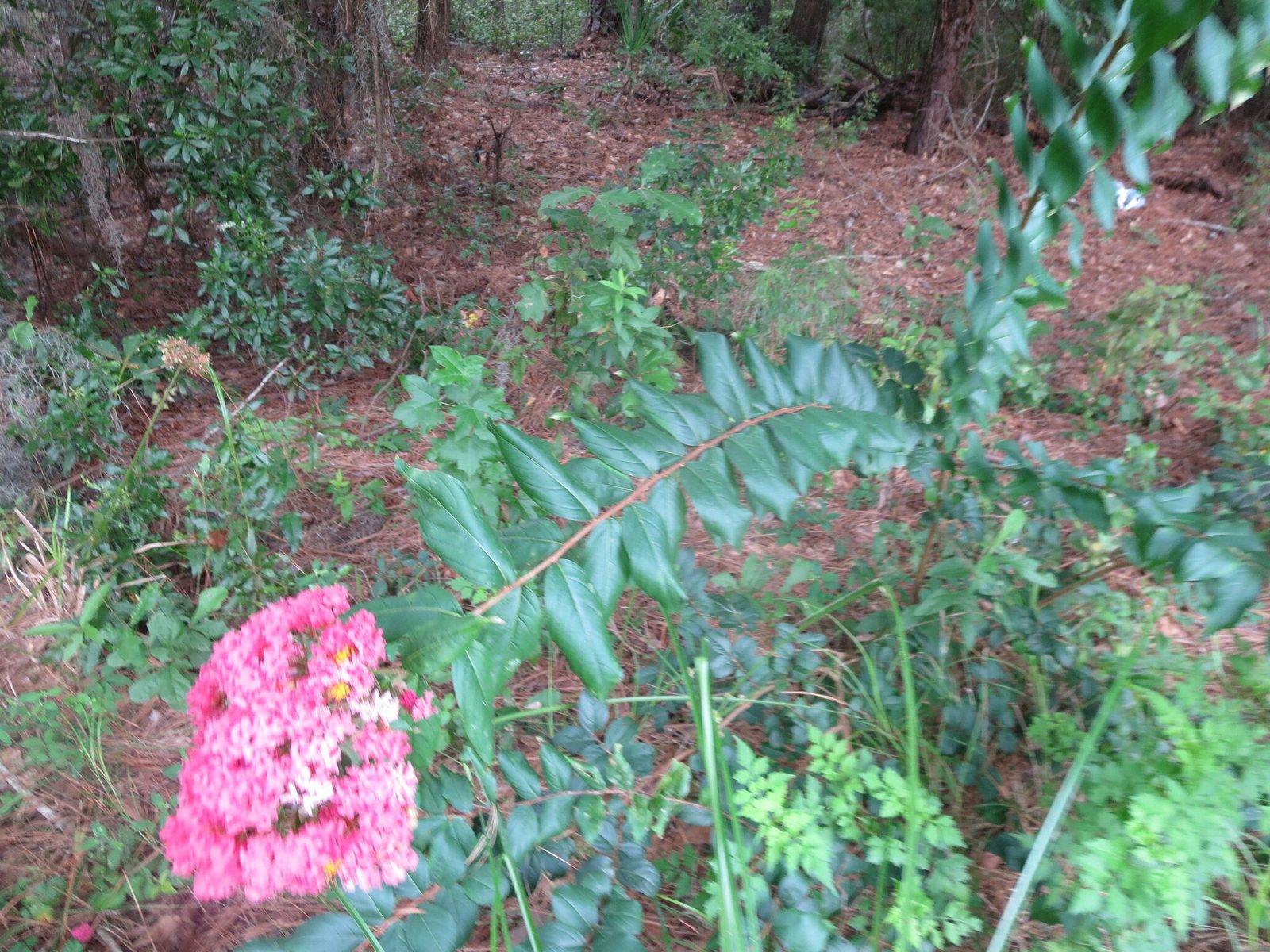 Catawba crape myrtle