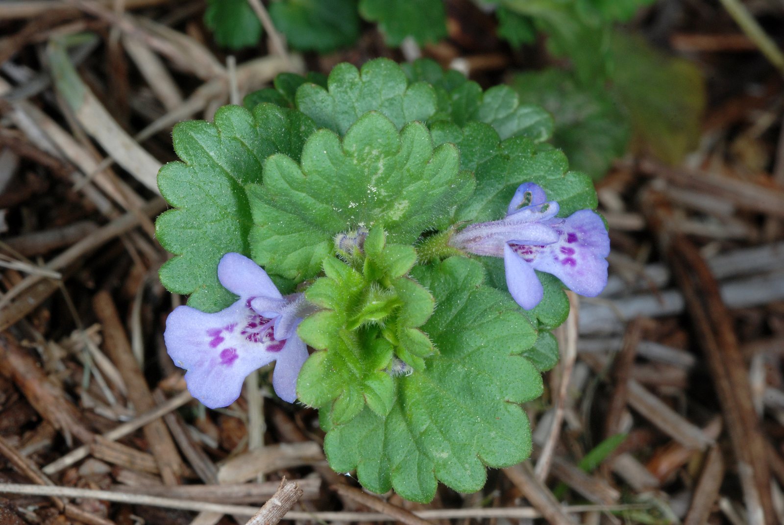 Catmint 'Six Hills Giant'