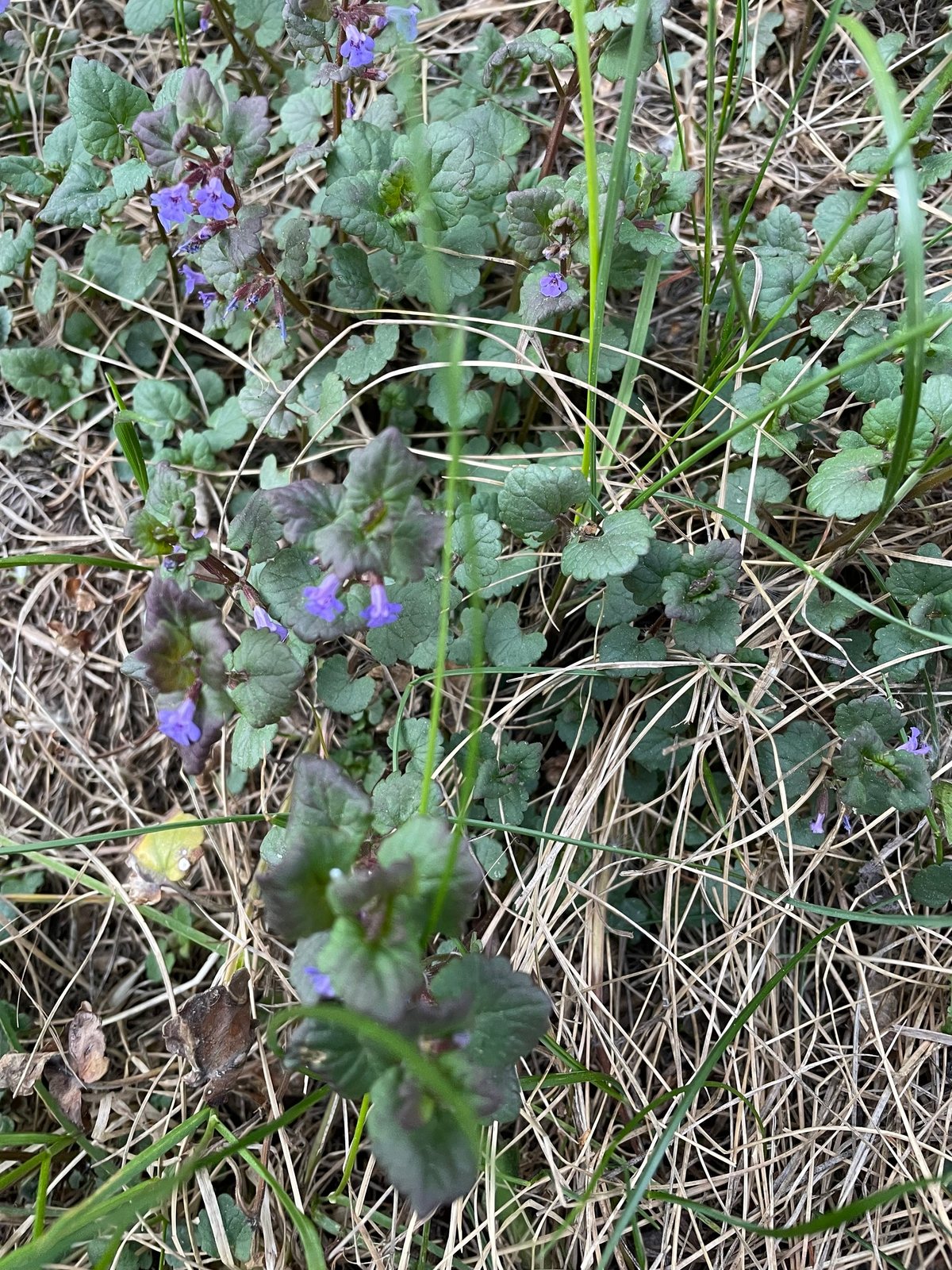 Catmint 'Six Hills Giant'