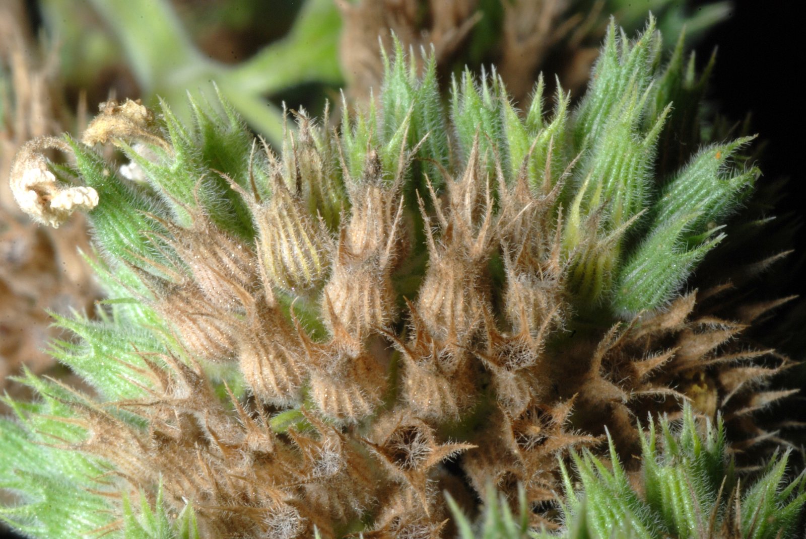 Catnip