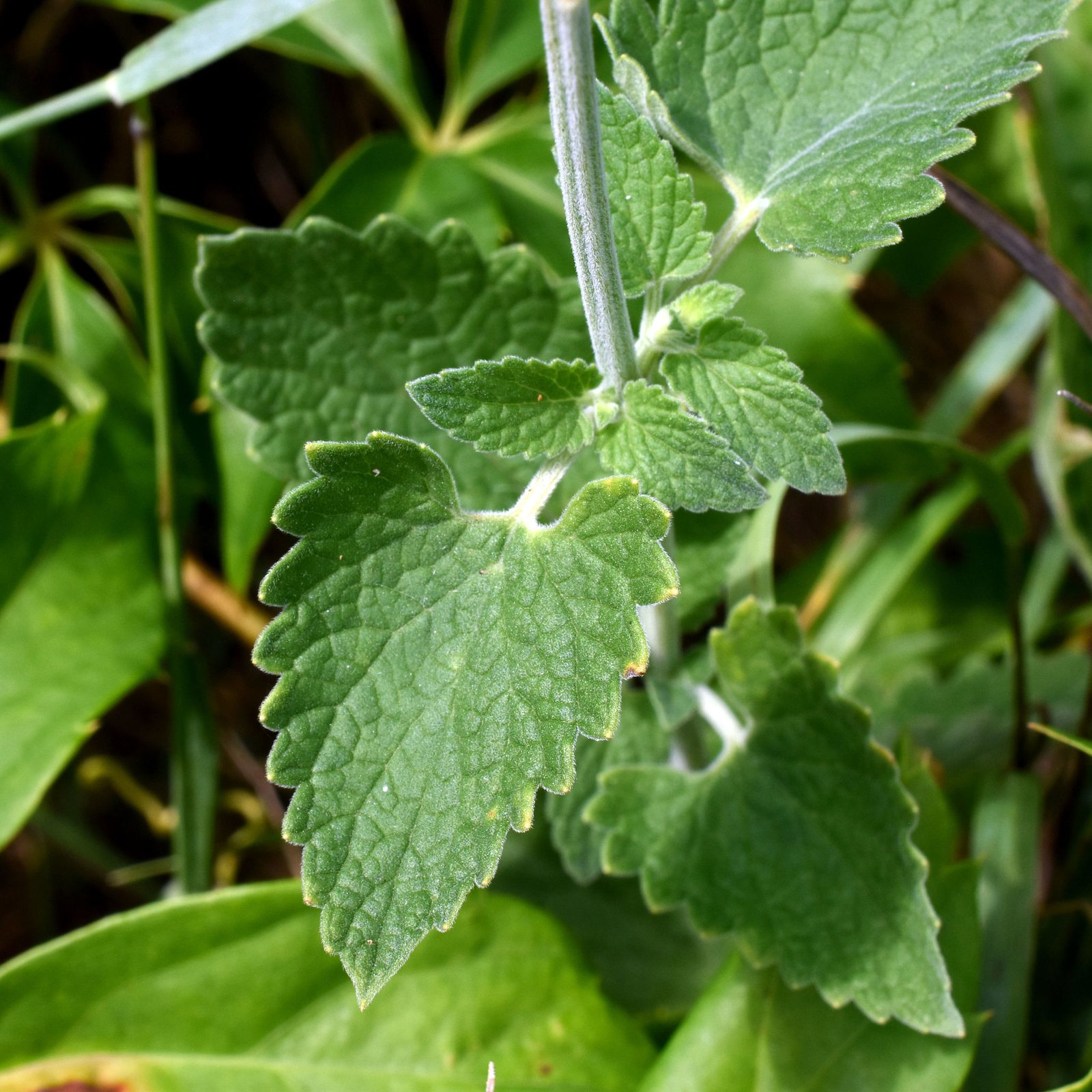 Catnip