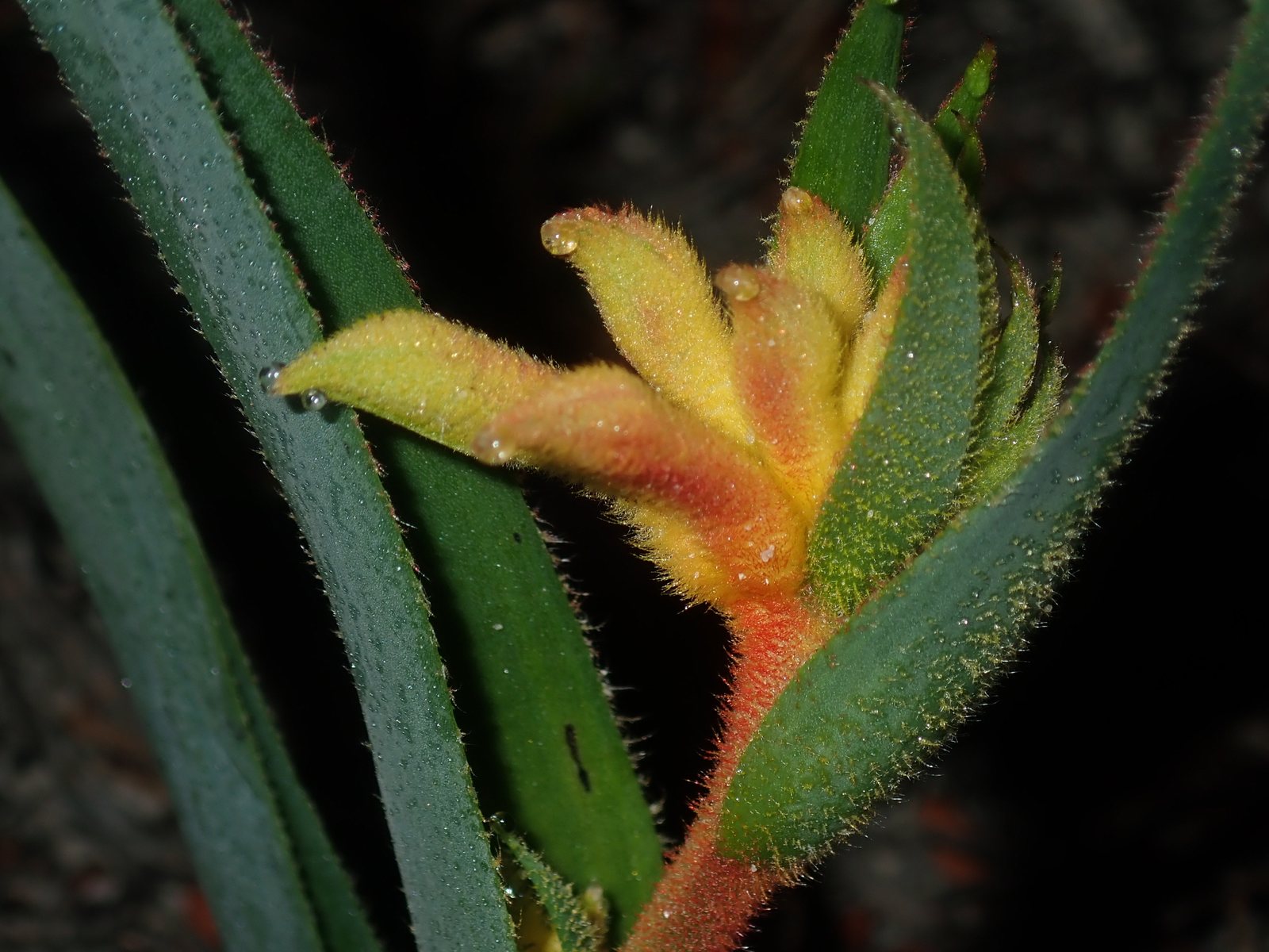 Cat's paw