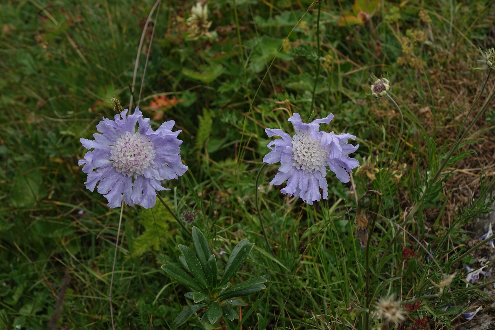 Caucasian scabious