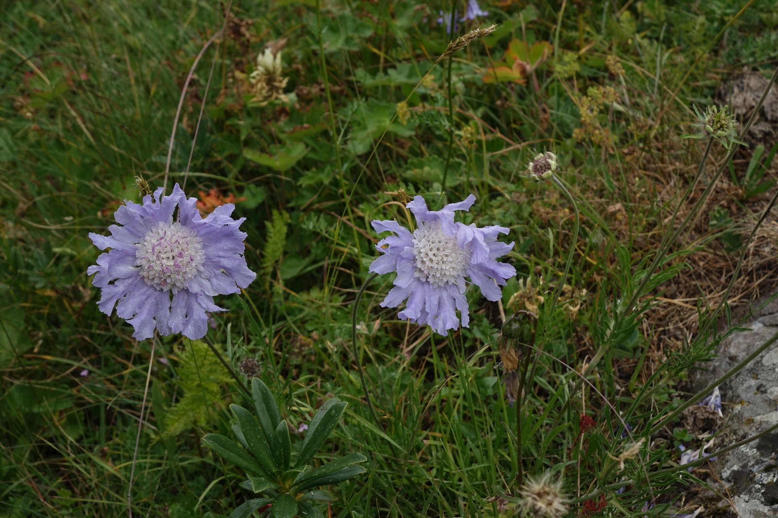 Caucasian scabious