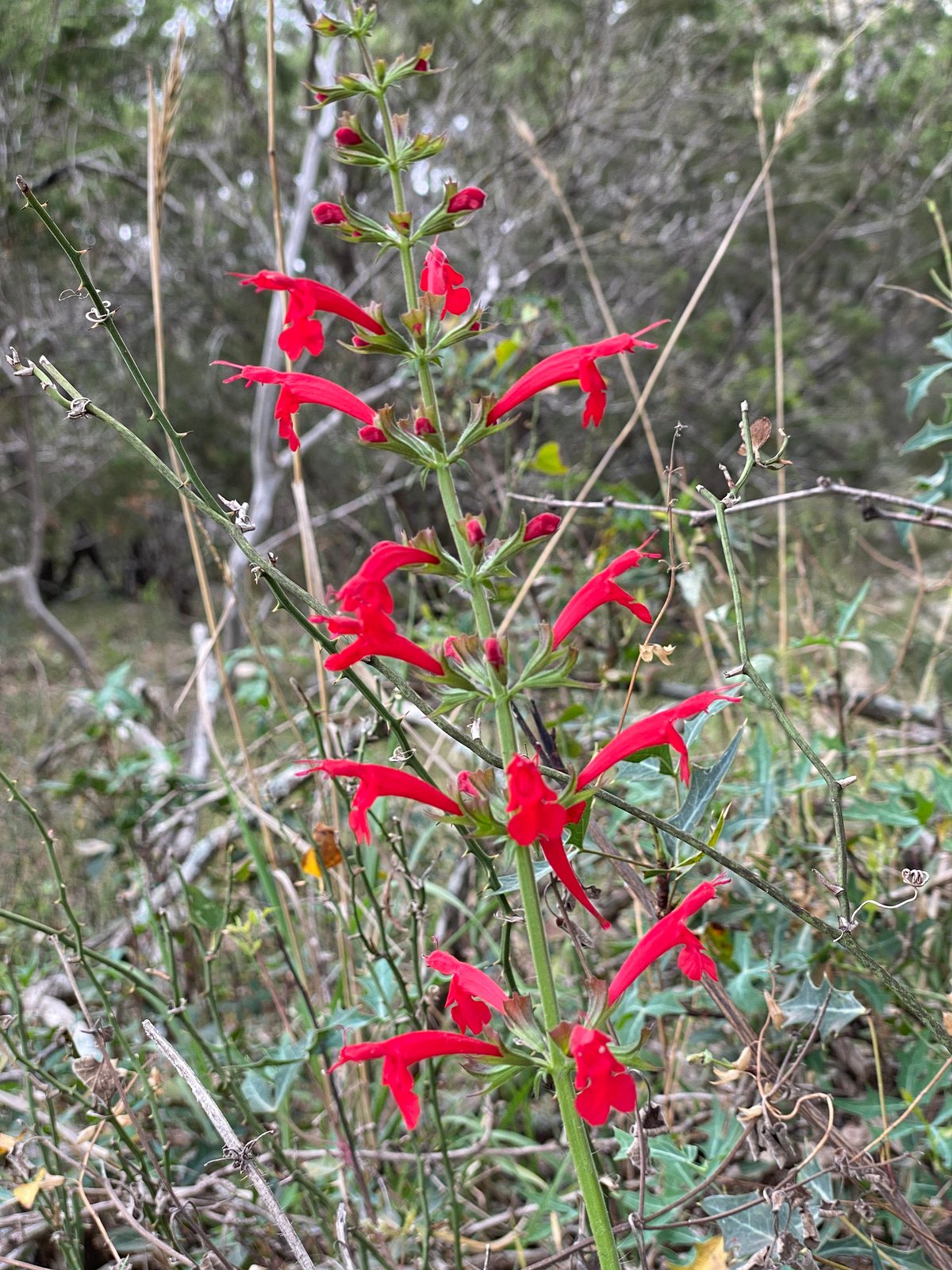 Cedar sage