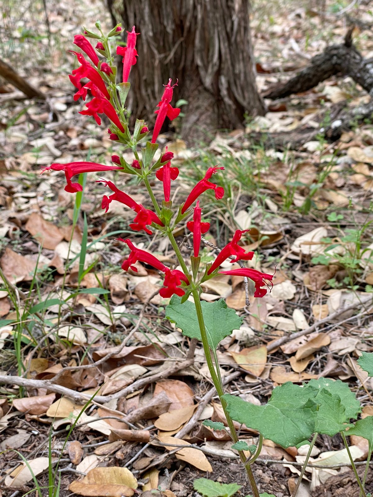 Cedar sage