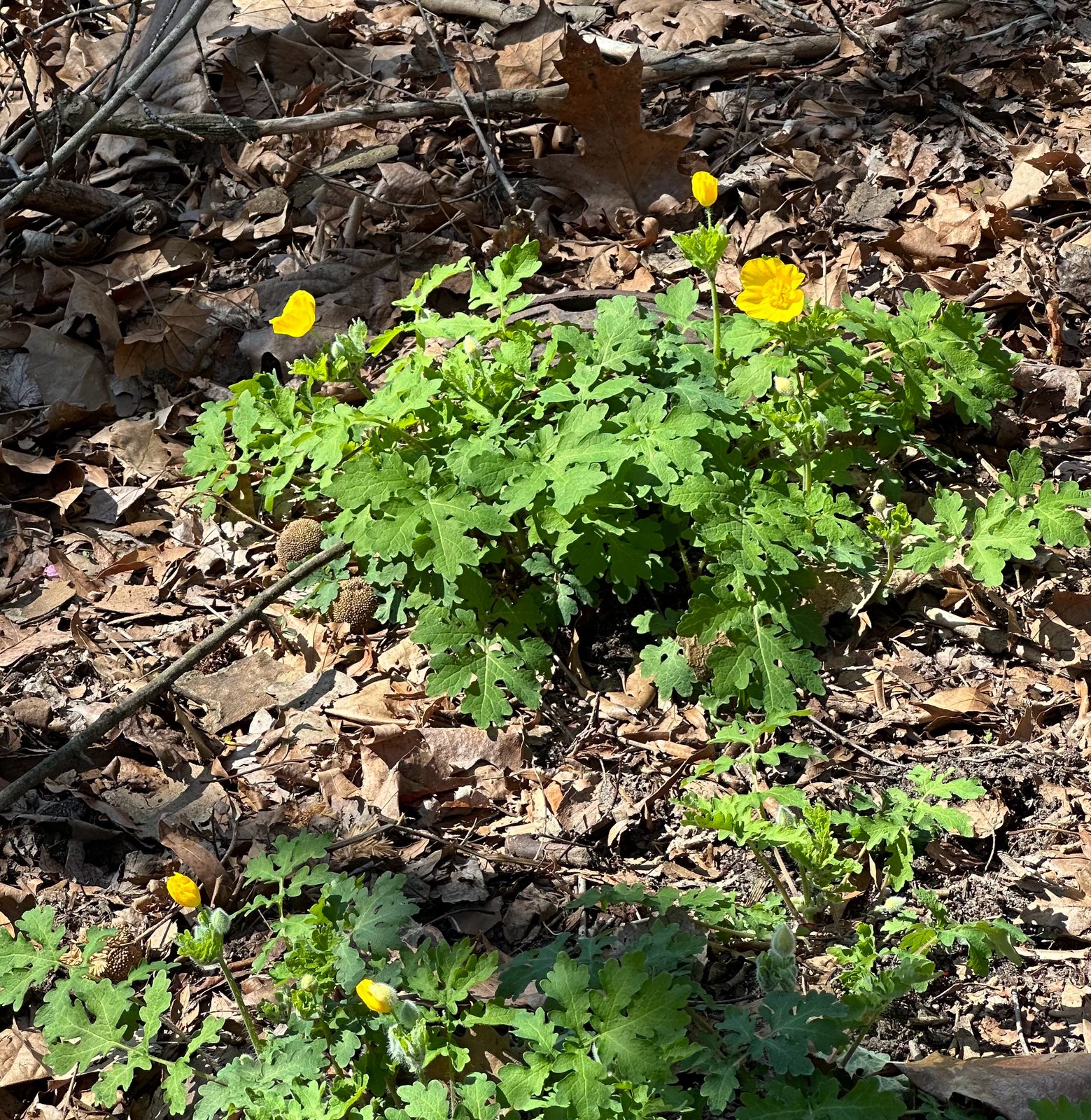 Celandine poppy