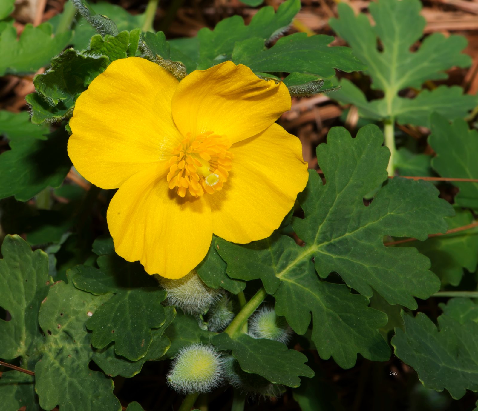 Celandine poppy