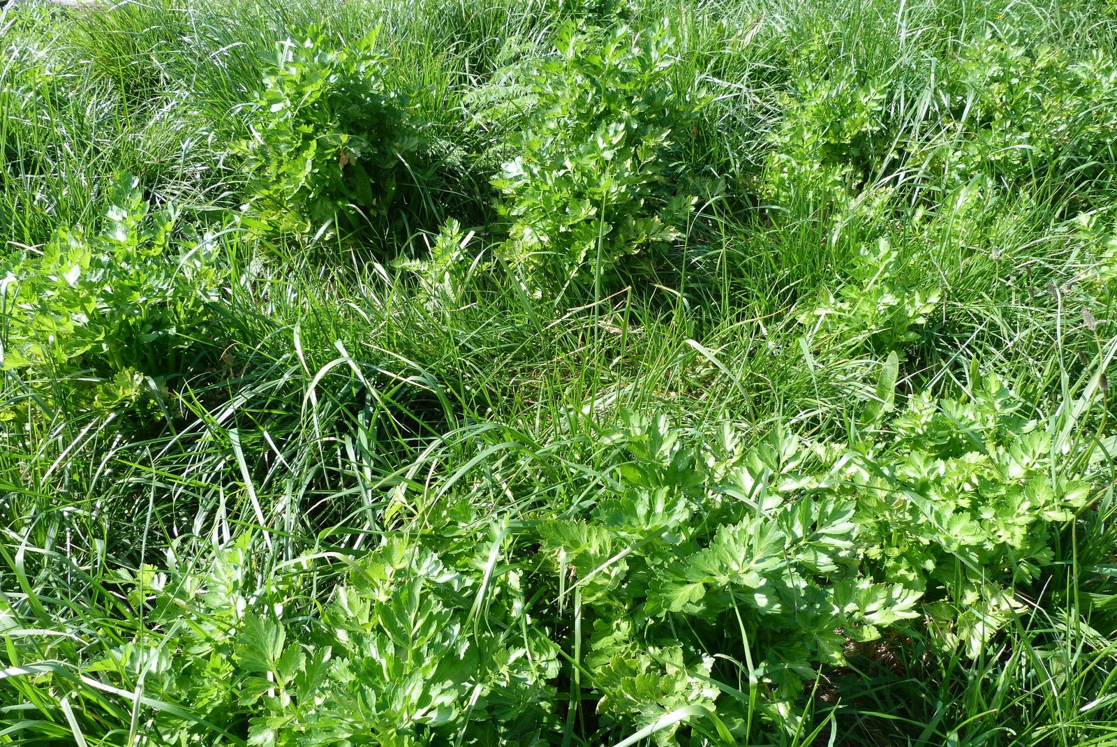 Celery