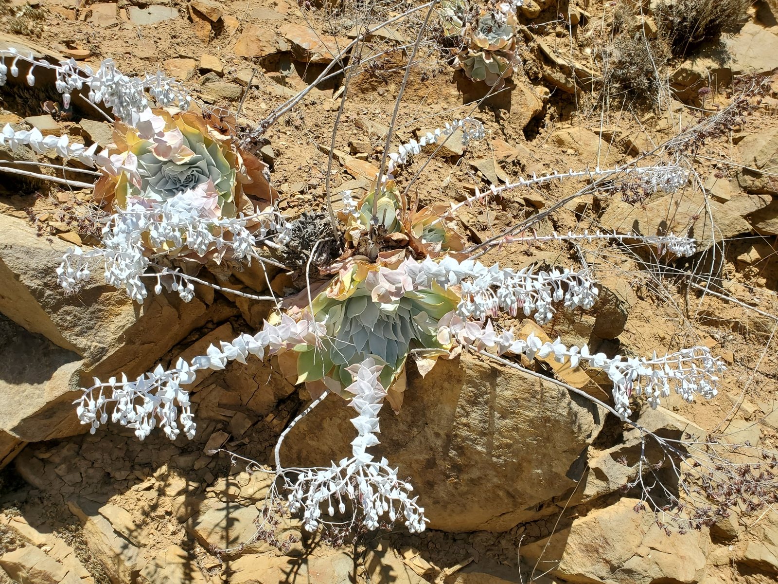 Chalk dudleya