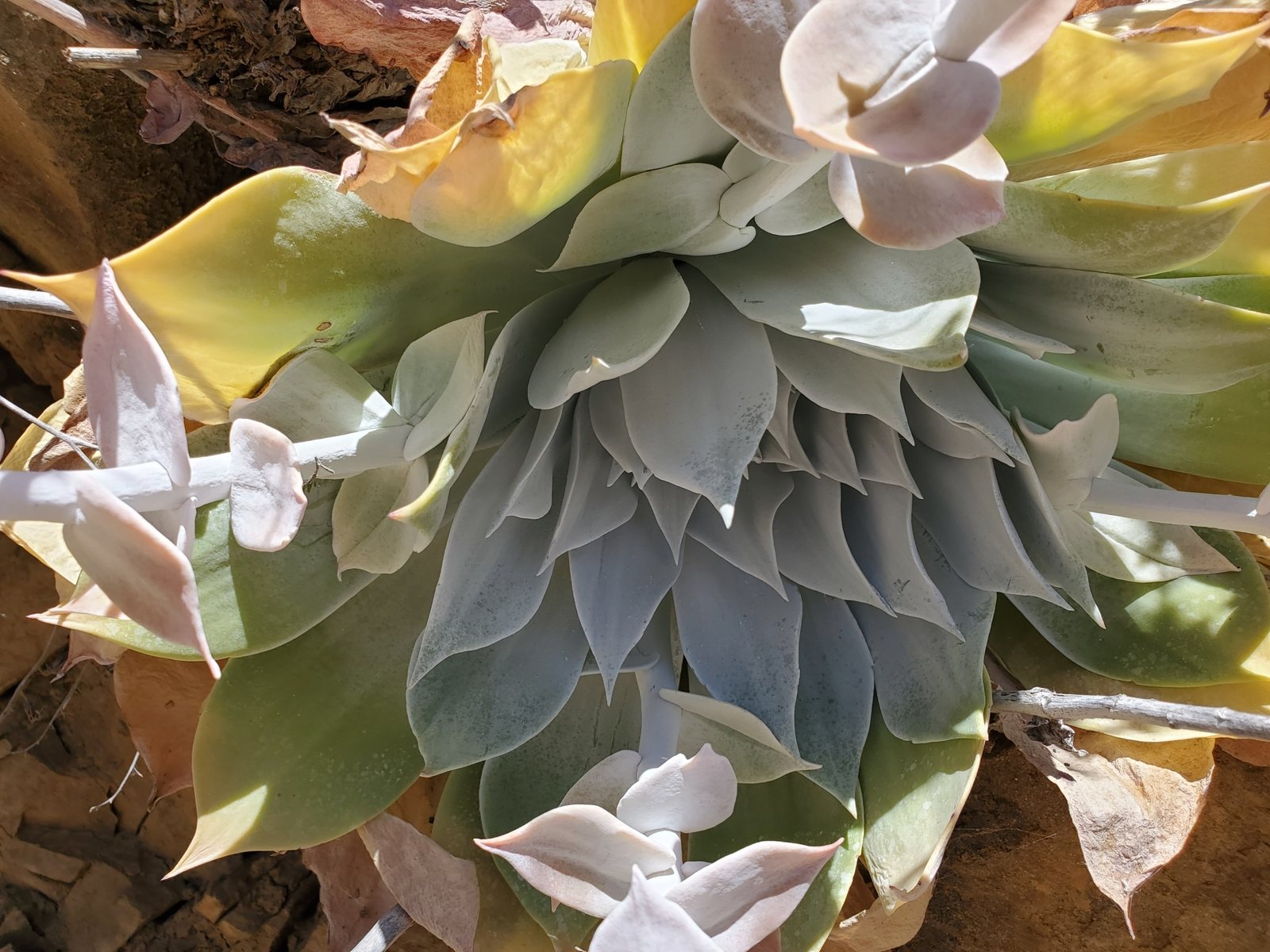 Chalk dudleya