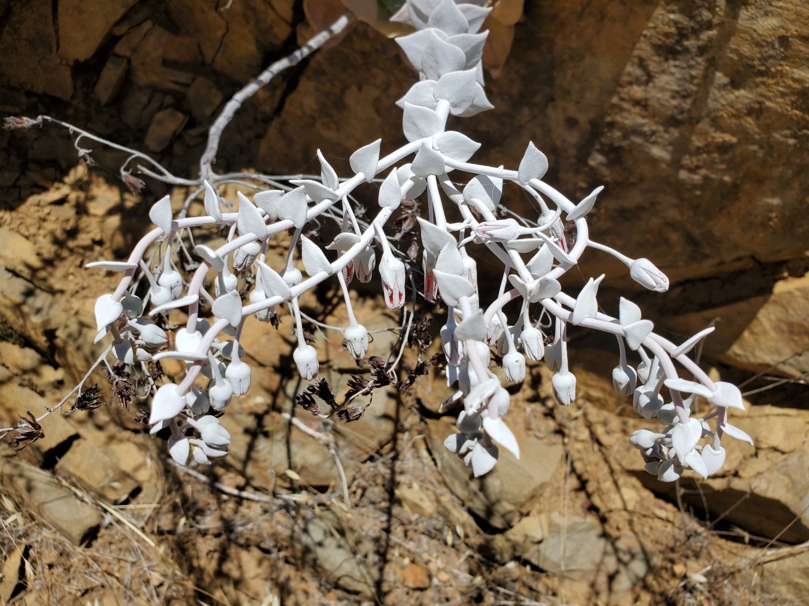Chalk dudleya
