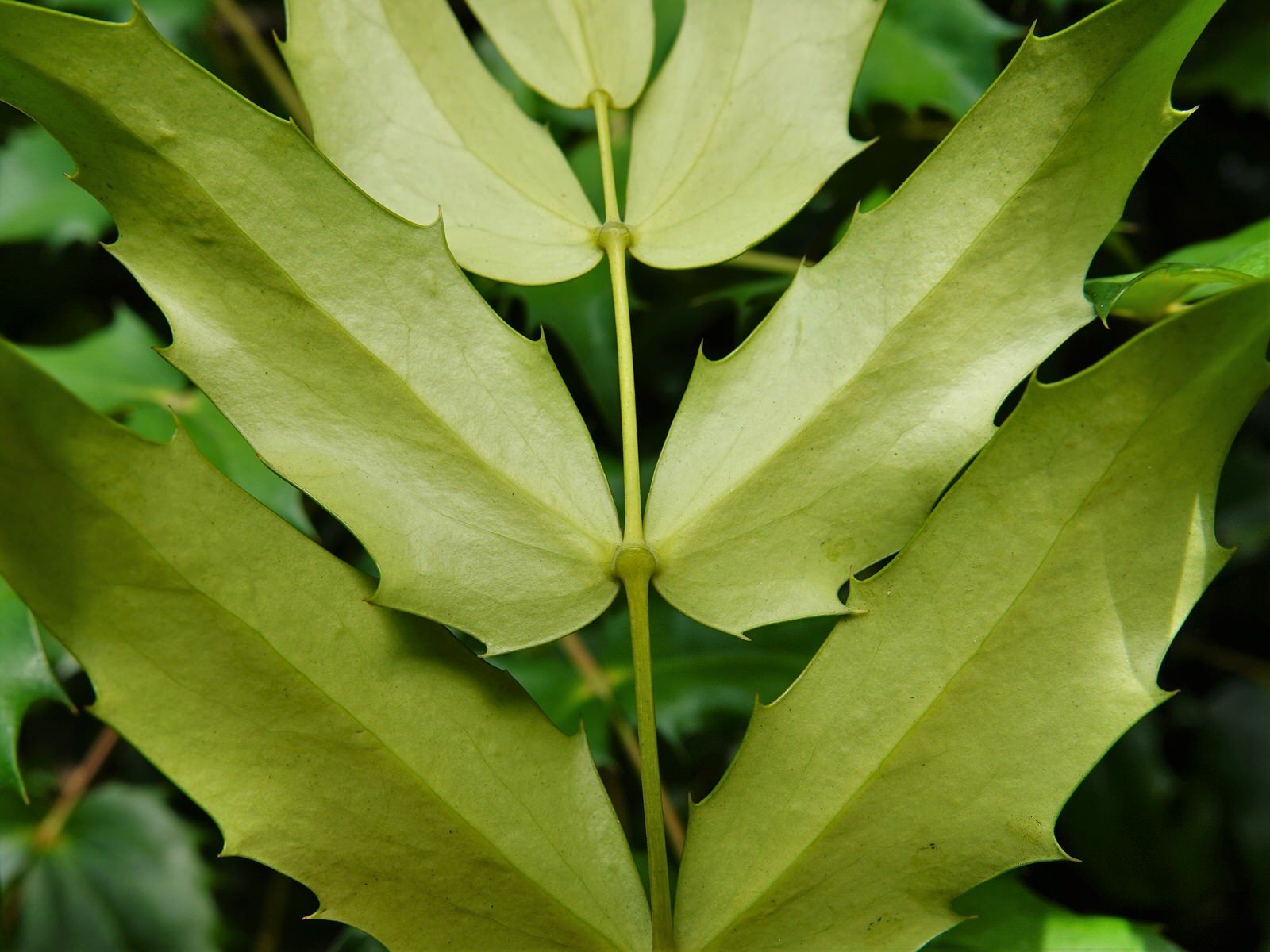 Charity mahonia